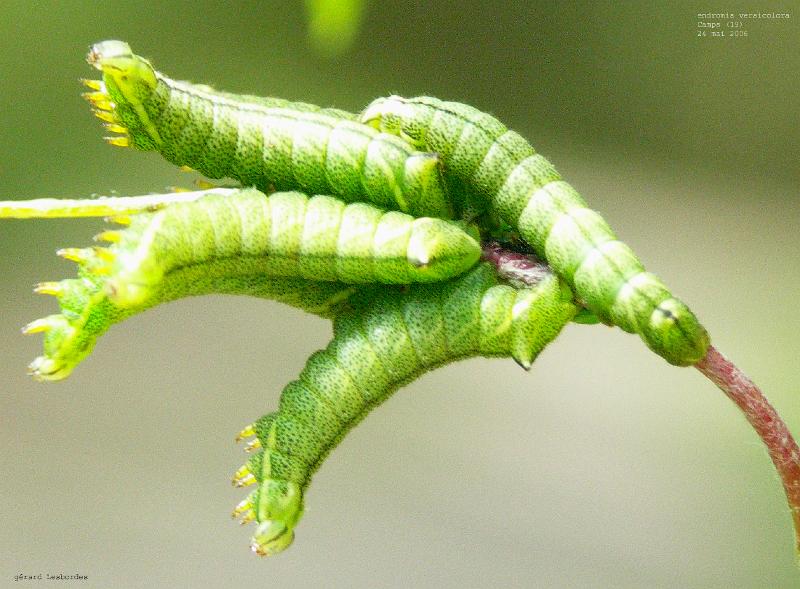 versicolora 1.jpg